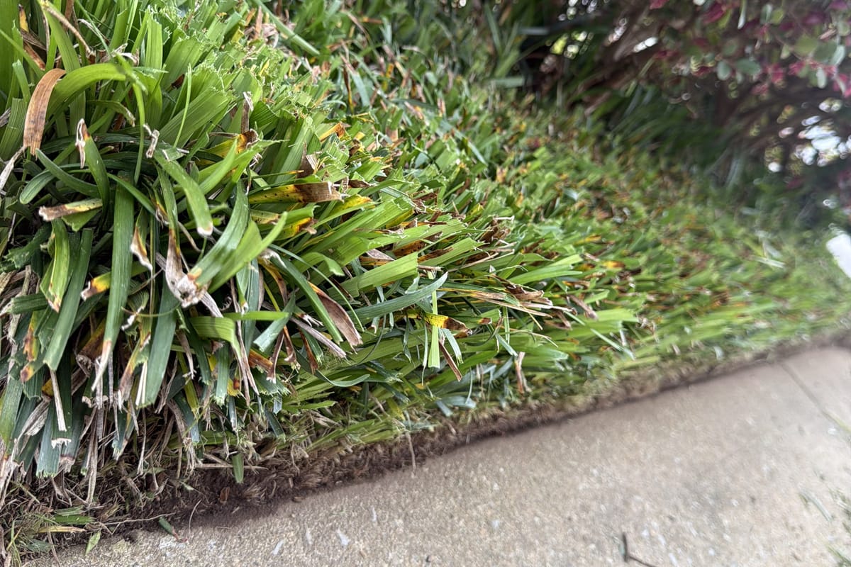 A planted border trimmed back to a clean straight line along a sidewalk